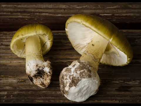 Amanita phalloides