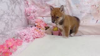 柴犬の動画01