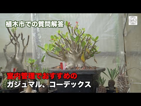 レスターコーデックス - 定義