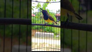 Download lagu suara sogon gacor nembak materi isian #pancingansogokotong mp3 Download lagu suara sogon gacor nembak materi isian #pancingansogokotong mp3