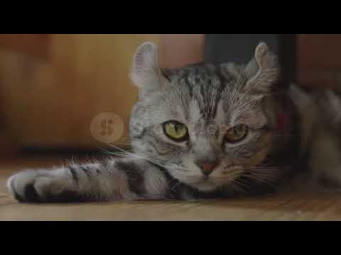 lovely adorable kitten laying on the floor#cat
