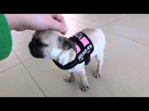 Lola Mops Welpe 9 Wochen