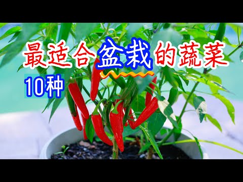 【种植小白必看】10种最适合盆栽的蔬菜 ,容易种,少管理,少病虫害且高产,适合新手和阳台种植