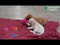 Miniature Dachshund dogs for sale: Sugar - Video 1