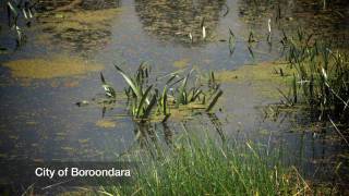 preview picture of video 'Glen Iris wetlands'