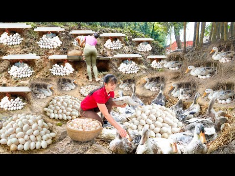 REWIND TIMELAPSE --600 Days Build Many Nest, Harvest Lots Of Duck Eggs, Chicken Eggs To Sell