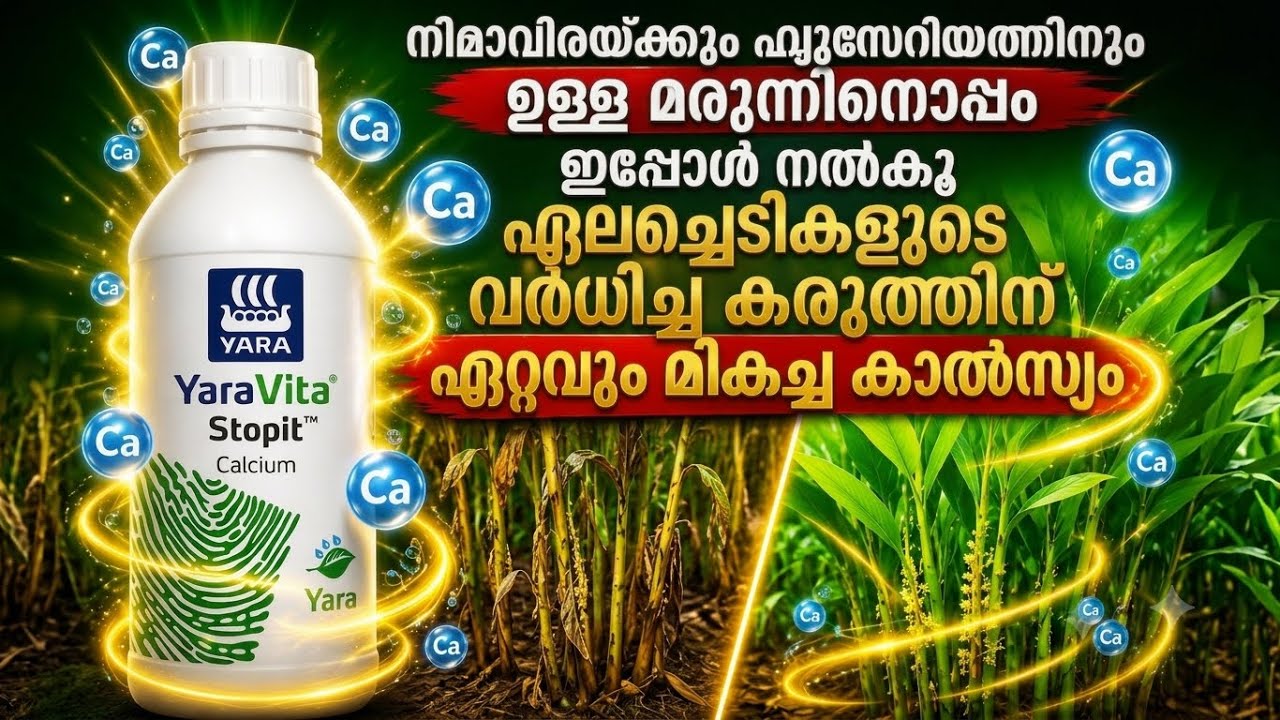  നിമാവിരയ്ക്കും ഫുസറിയത്തിനും ഉള്ള മരുന്നിനൊപ്പം - ഏലച്ചെടികളുടെ വർധിച്ച കരുത്തിന് മികച്ച കാൽസ്യം | Along with medicine for nematode and fusarium - excellent calcium for increased strength of cardamom plants