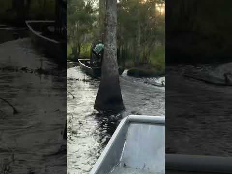 First airboat run since crawfish season