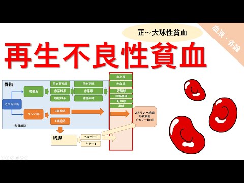 再生不良性貧血、赤芽球癆