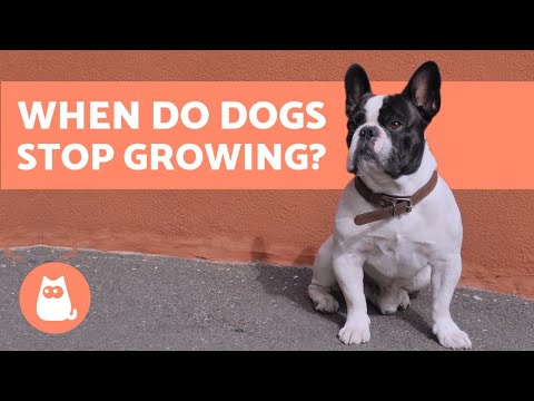 When Is a Dog Fully Grown? - Puppy Growth Stages