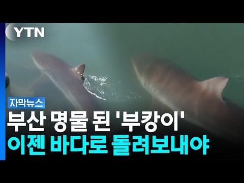 사람 몰려도 '유유히'...부산 수로에 눌러앉은 3m 상어 [자막뉴스] / YTN