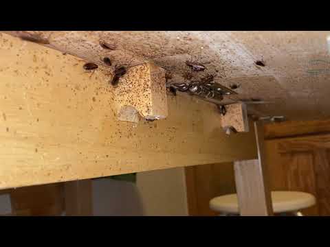 One Massive Cockroach Infestation in Ocean Grove, NJ