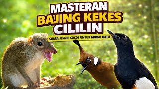 Download lagu NGERIII..!!!MASTERAN BAJING KEKES SAMBUNG CILILIN || SUARA JERNIH COCOK UNTUK MURAI BATU !! mp3