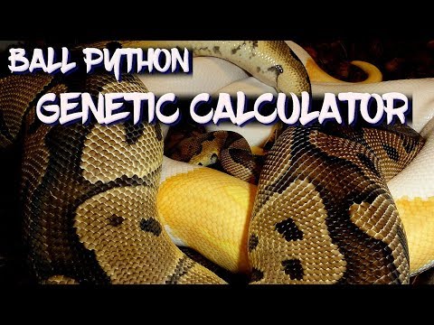 Ball Python Genetic Calculator