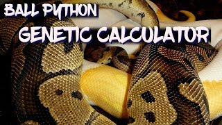 Ball Python Genetic Calculator