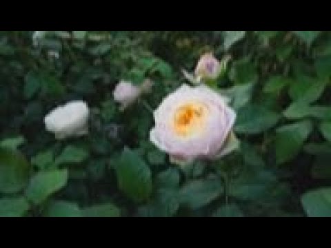 Lebanon flower farm gets inventive to survive economic crisis