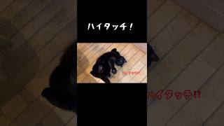 今度こそと思ったら… #猫 #黒猫 #猫動画