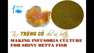 #2 INFUSORIA CULTURE Tạo trùng cỏ siêu sạc