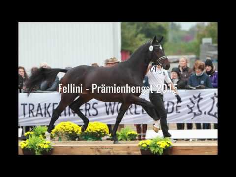 Trakehner Fohlenauktion am 23. Juli 2016 in Hannover