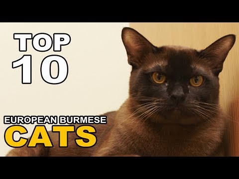 TOP 10 EUROPEAN BURMESE CATS BREEDS