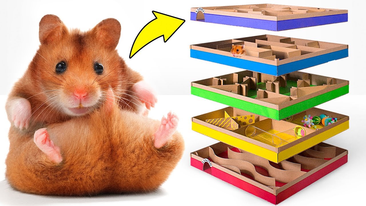 Incrível labirinto DIY de 5 níveis para Hamsters ativos 🐹
