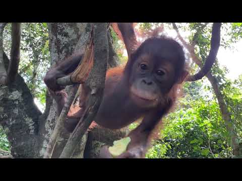 Baby orangutan Felix on a Jungle School outing