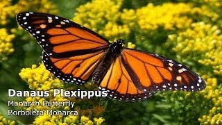 Danaus plexippus (Monarch Butterfly / Borboleta Monarca)