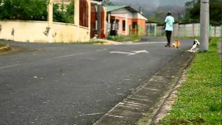 preview picture of video 'Longboarding - Chizo'