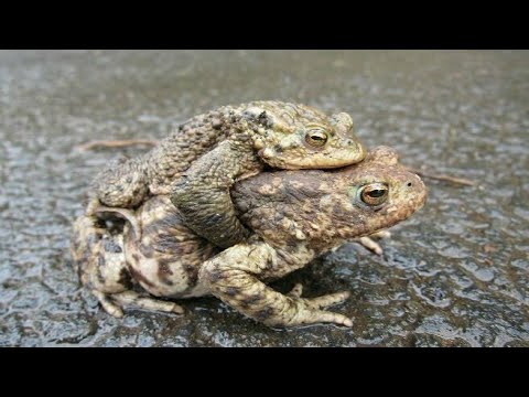 Toads were used as a pregnancy test