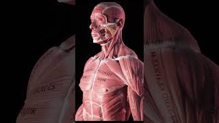 The Trapezius muscle in 3D #shorts #fitness #workout