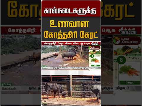 கால்நடைகளுக்கு உணவான கோத்தகிரி கேரட் #shorts