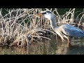 Heron Eating A BIG FISH