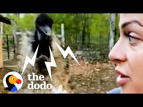 Karen The Hissing Emu Learns To Cuddle | The Dodo