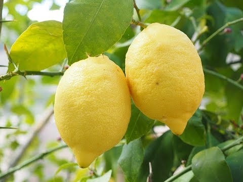 Quello che la crema aiuterà da lentiggini Leliminazione di pigmentary nota il prezzo di Kharkiv laser