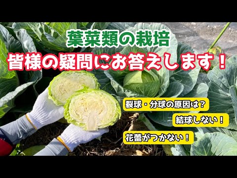 トレス海峡の北、サイバイ