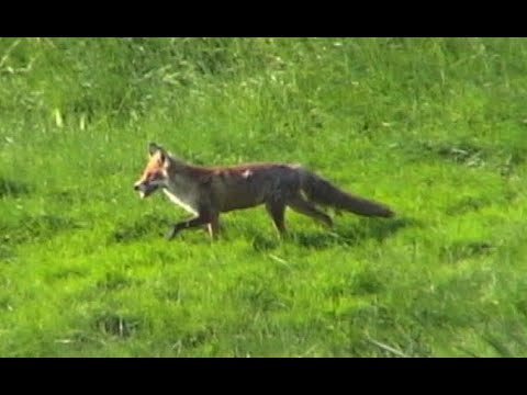 Rotfuchs (Vulpes vulpes). red fox. Ein Video von KLAUS TAUX
