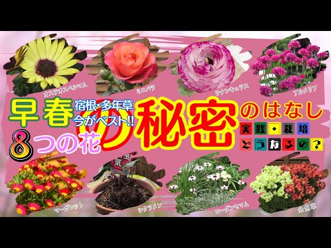 花壇用の自家播種多年草エキナセア属