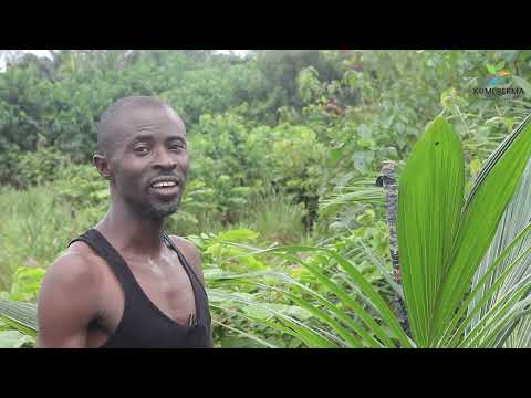 The Truth About Planting Coconut Fruit Trees II Kumi Perma Ecovillage
