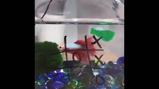 Playing Tic-Tac-Toe With Fish