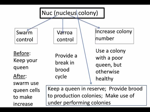 Nucs & the Sustainable Apiary with Master Beekeeper Vince Aloyo