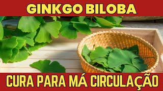 Bad circulation? Ginko Biloba improves in 21 days