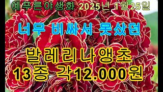 25년1.25)  발레리나앵초 13종 각 12.000원