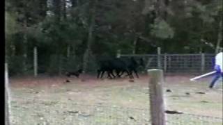 Slash V Ruby's Pride of Megwood