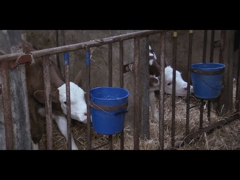 A Dairy Story Trailer