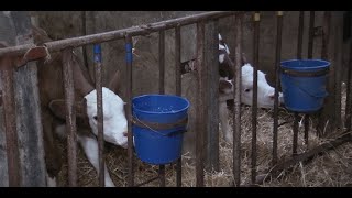 A Dairy Story Trailer