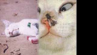 Benny Goodman. Oh babe