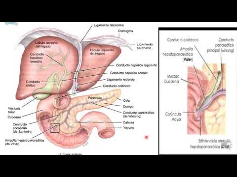 10 Duodeno páncreas