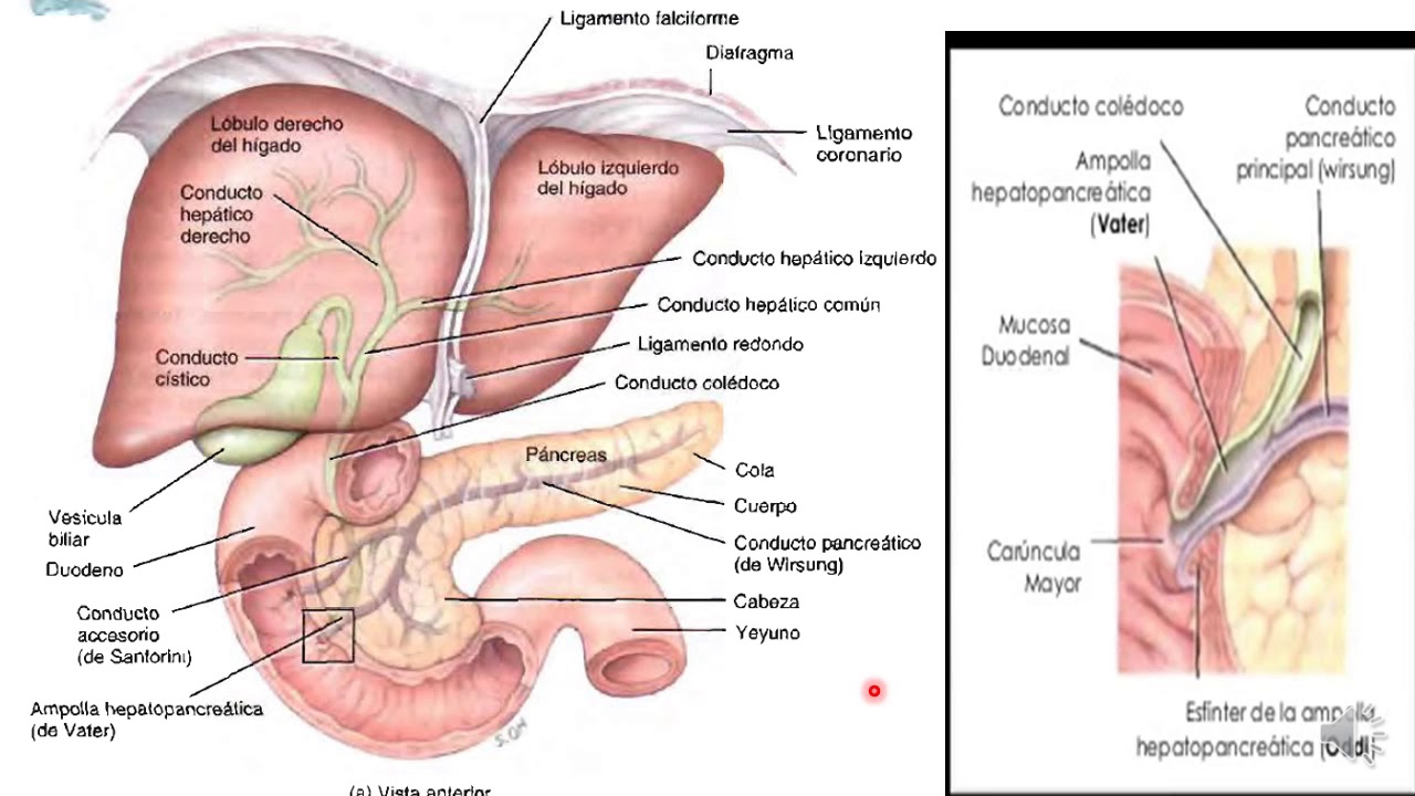 10 Duodeno páncreas