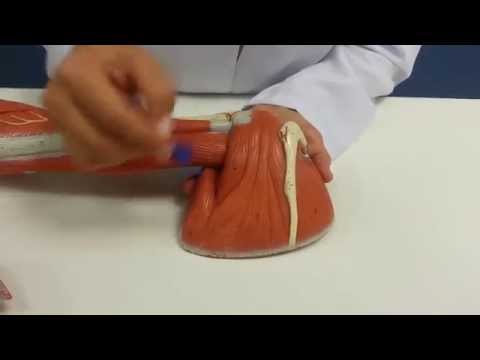 Músculos do Ombro e do Braço