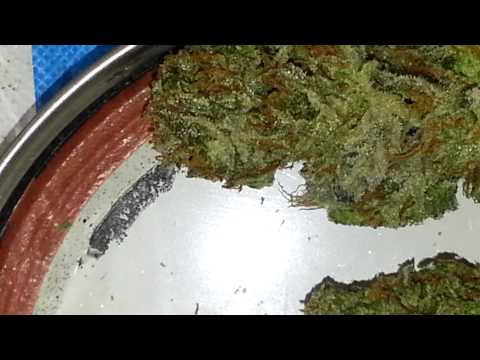 $$$$tangie x grapefruit$$$$